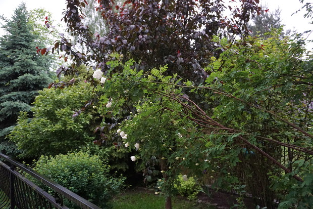 Mój mały kawałek nieba