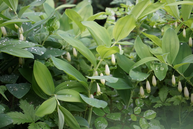 Mój mały kawałek nieba