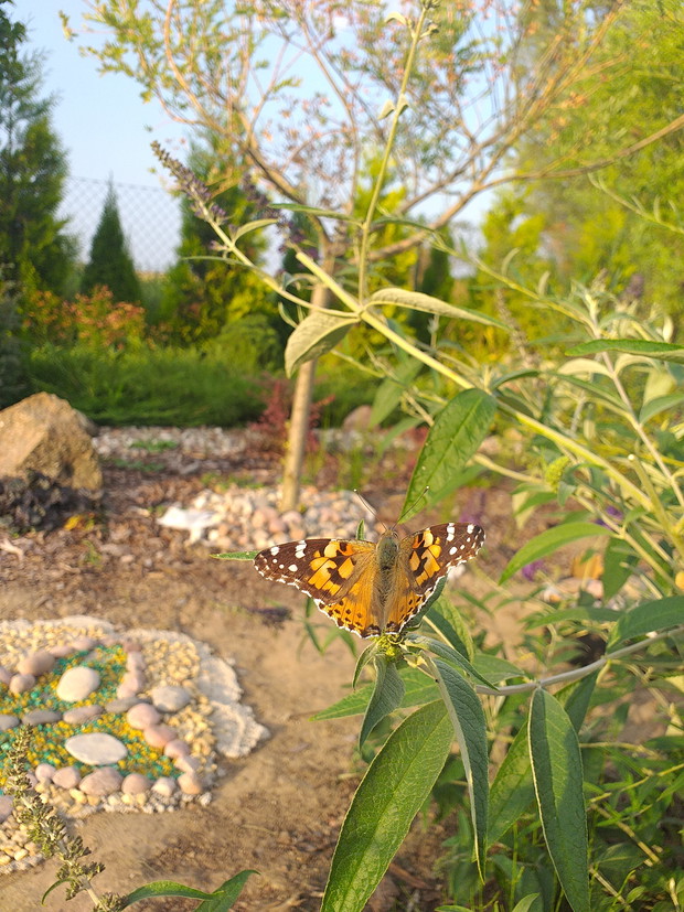 Motyl odwiedza Budleję Dawida