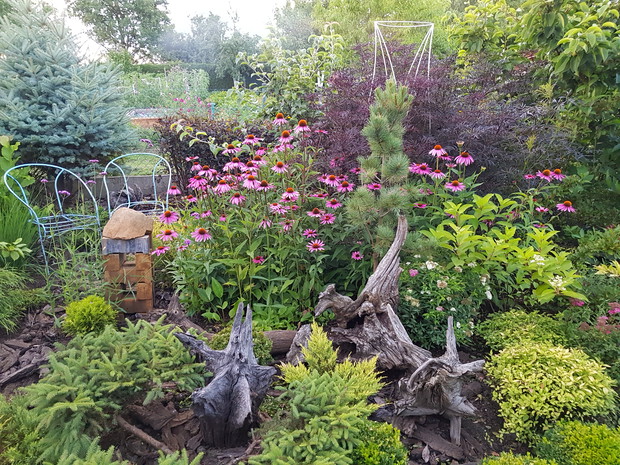 Motyle uwielbiają jeżówki