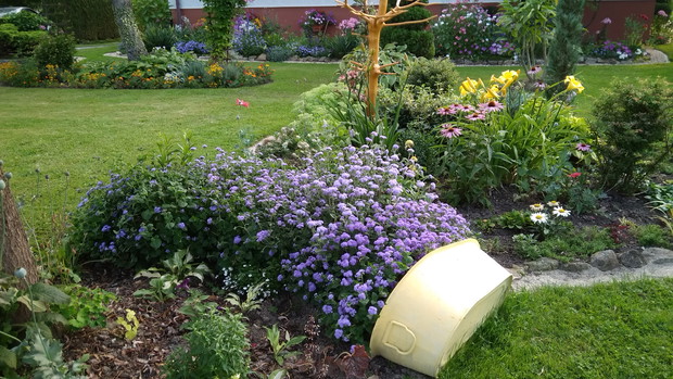 "Niebieska rzeka" żeniszków wprost wylewa się ze starej wanienki.