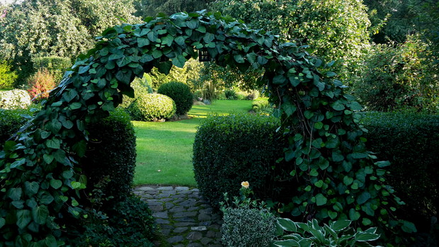 Pergola z bluszczu kolchidzkiego