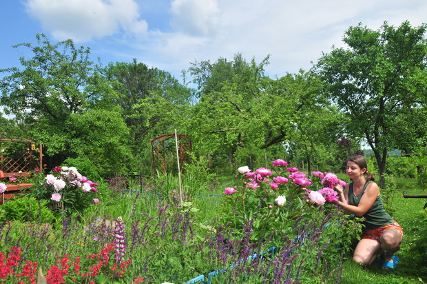 Piwonie w wiejskim ogródku.