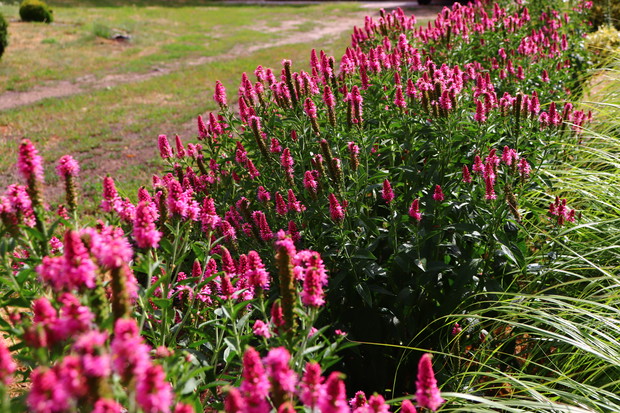 Przetacznikowe łany