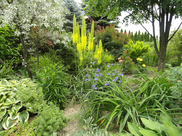 Pustynnik w roli głównej