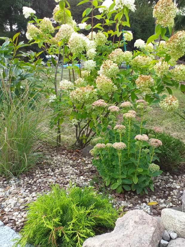 Rozchodnik w towarzystwie trawy