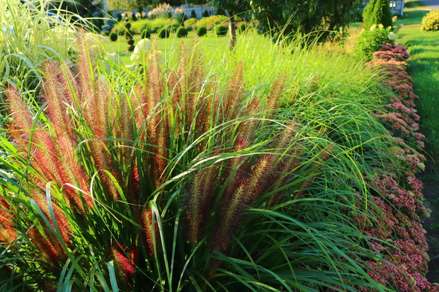 Rozplenice i rozchodniki