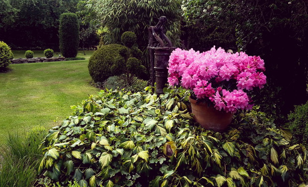 Studnia porośnięta bluszczem