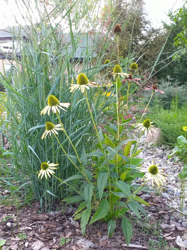 Tegoroczne jeżówki