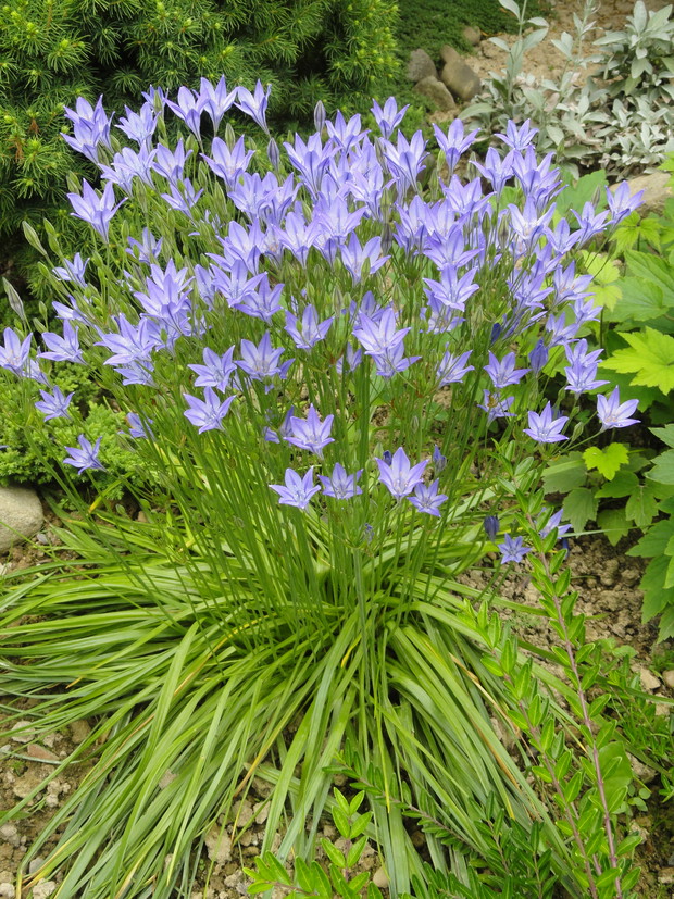 Triteleia - hiacynt kalifornijski