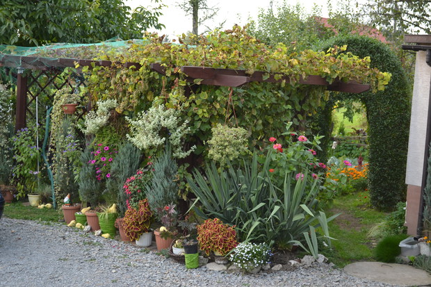 W ciągu lata winorośl daje błogi cień. A w tle widać bramę z ligustru do ogrodu warzywnego.