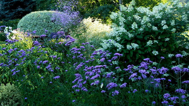 Werbena patagońska na rabacie