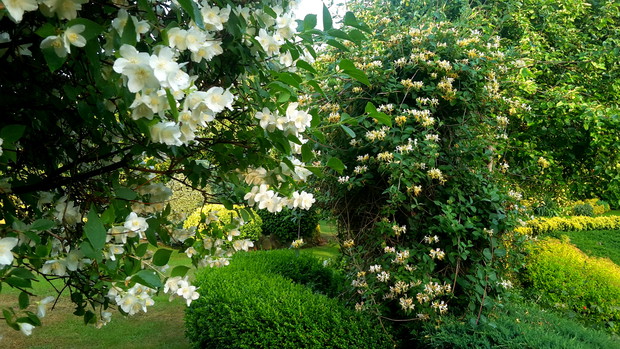 Wiciokrzew i jaśminowiec