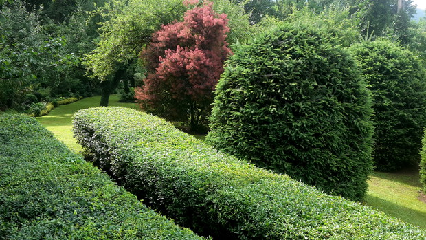 Żywopłot z ligustru