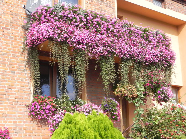 Balkon w kwiatach