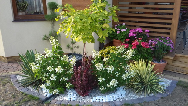 Biała rabata z klonem