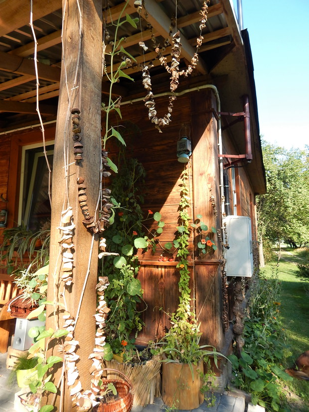 Borowikowe łańcuchy