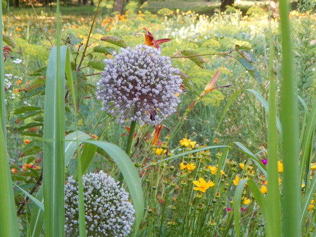 Czosnek? - Nie! Por :)
