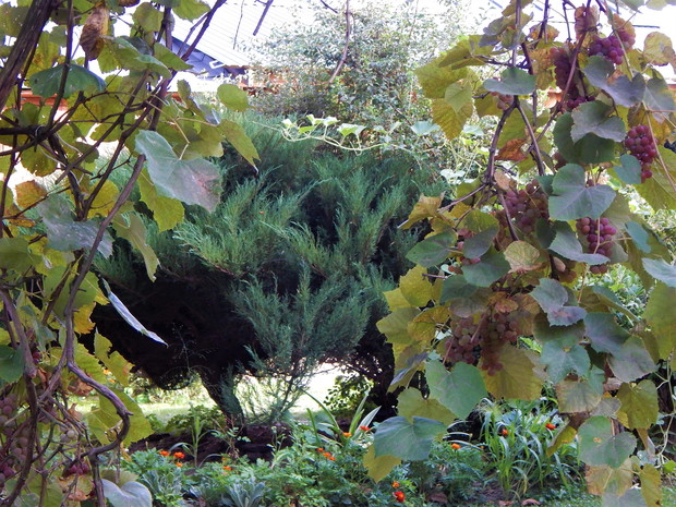 Jak słodkie, słodkie winogrona...