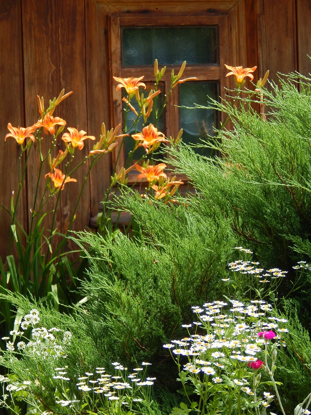 Kiedy zakwitną liliowce