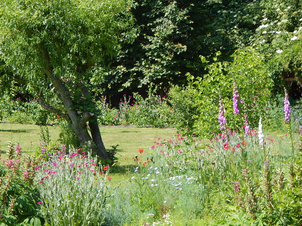 Naparstnice, firletki...