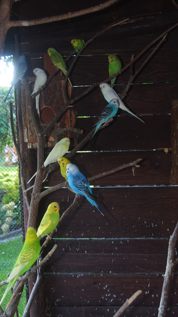 Ogródek Pełen Kwiatów