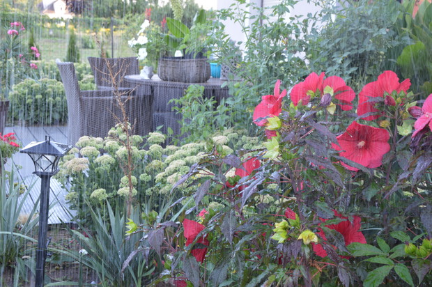 Ogrodnik Doskonały 2019