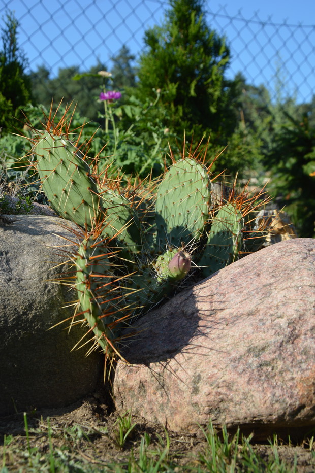 Ogrodnik Doskonały 2019