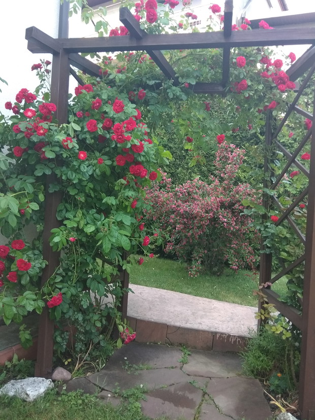 pergola z różami