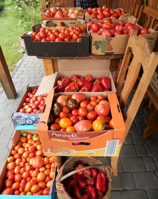 Pomidorowe szaleństwo