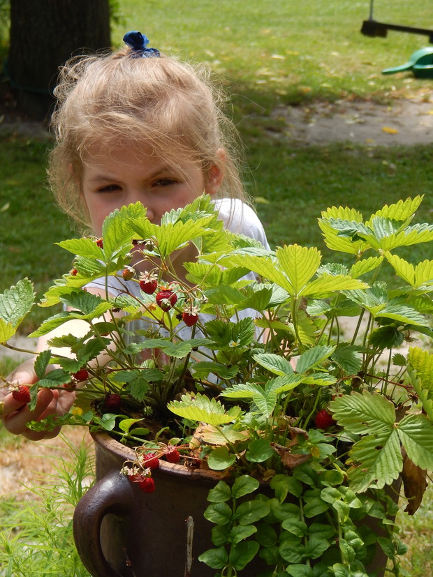 Prosto z krzaczka...