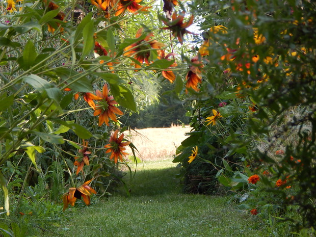 Ścieżka przy warzywniku