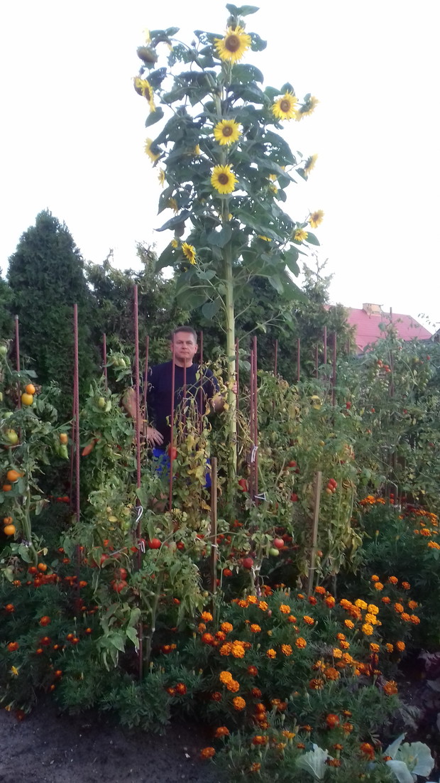 Słonecznik 4,5 metrowy