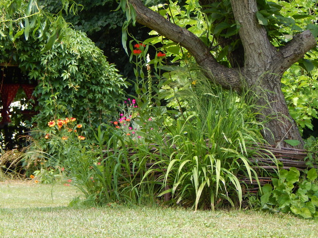 W leszczynowej rabatce