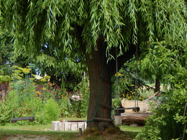 Wierzba z huśtawkami