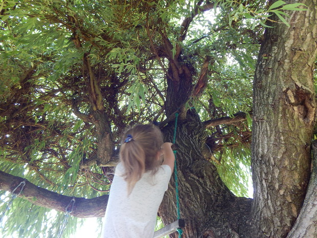 Wierzba z plecioną czupryną