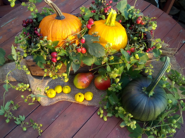 Aranżacja z dyniami.