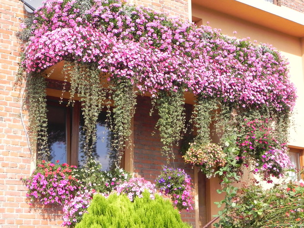 Balkon w kwiatach