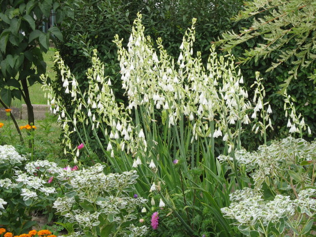 Galtonia biaława (letni hiacynt)