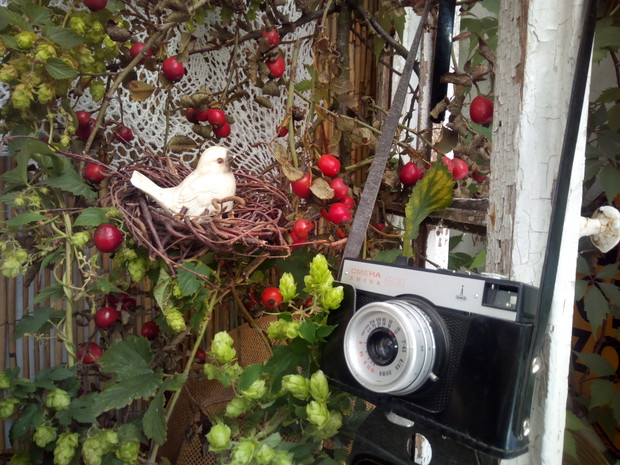 Gniazdko w starym drewnianym okienku.