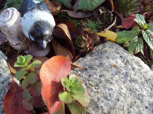 Jesienne dekoracje na skalniaku
