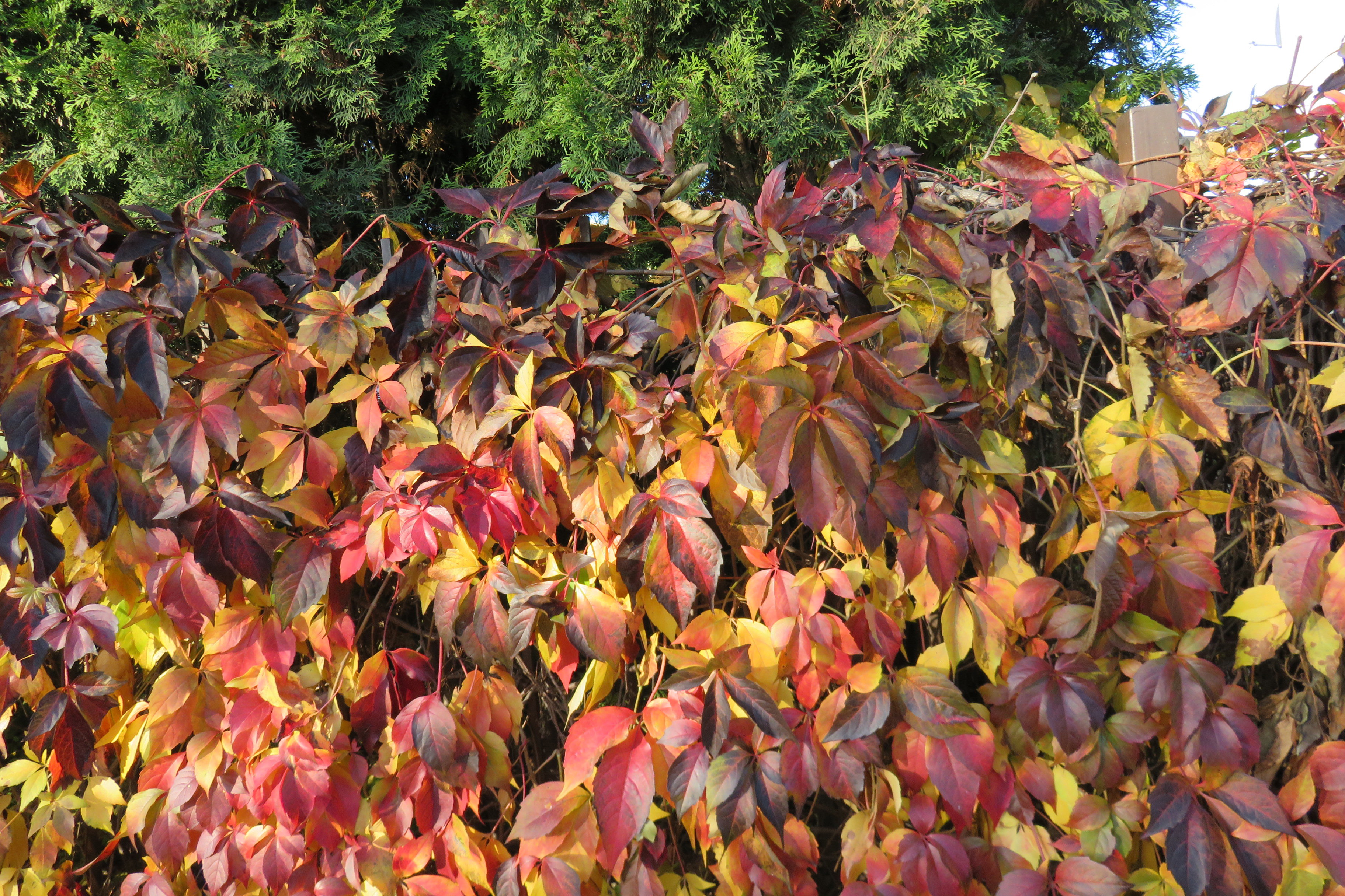 Jesienny klimat w ogrodzie