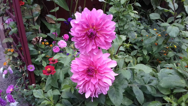 jesienny uśmiech :-)