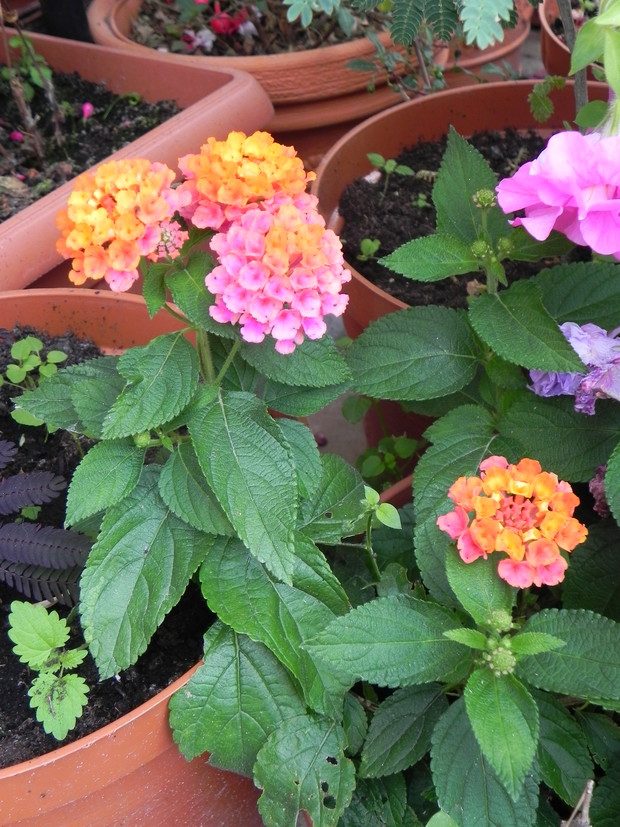 Lantana