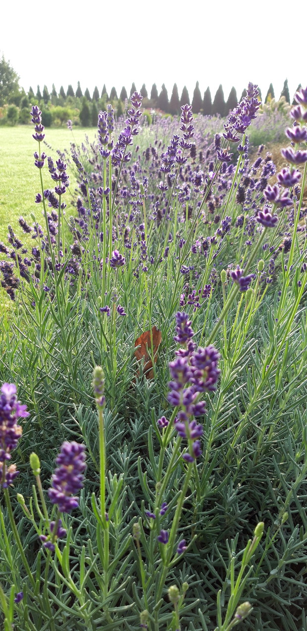 Lawenda