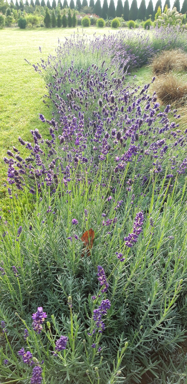 Lawenda