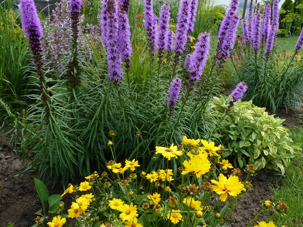 Letnia rabata z liatrami