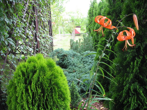 Lilia tygrysia na tle szpaleru  żywotników