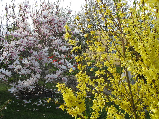 Magnolia Alexandrina, forsycja