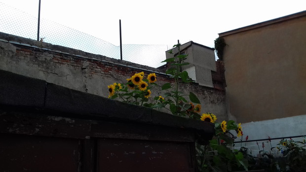 nasz najwyższy słonecznik z drugiej strony :-)